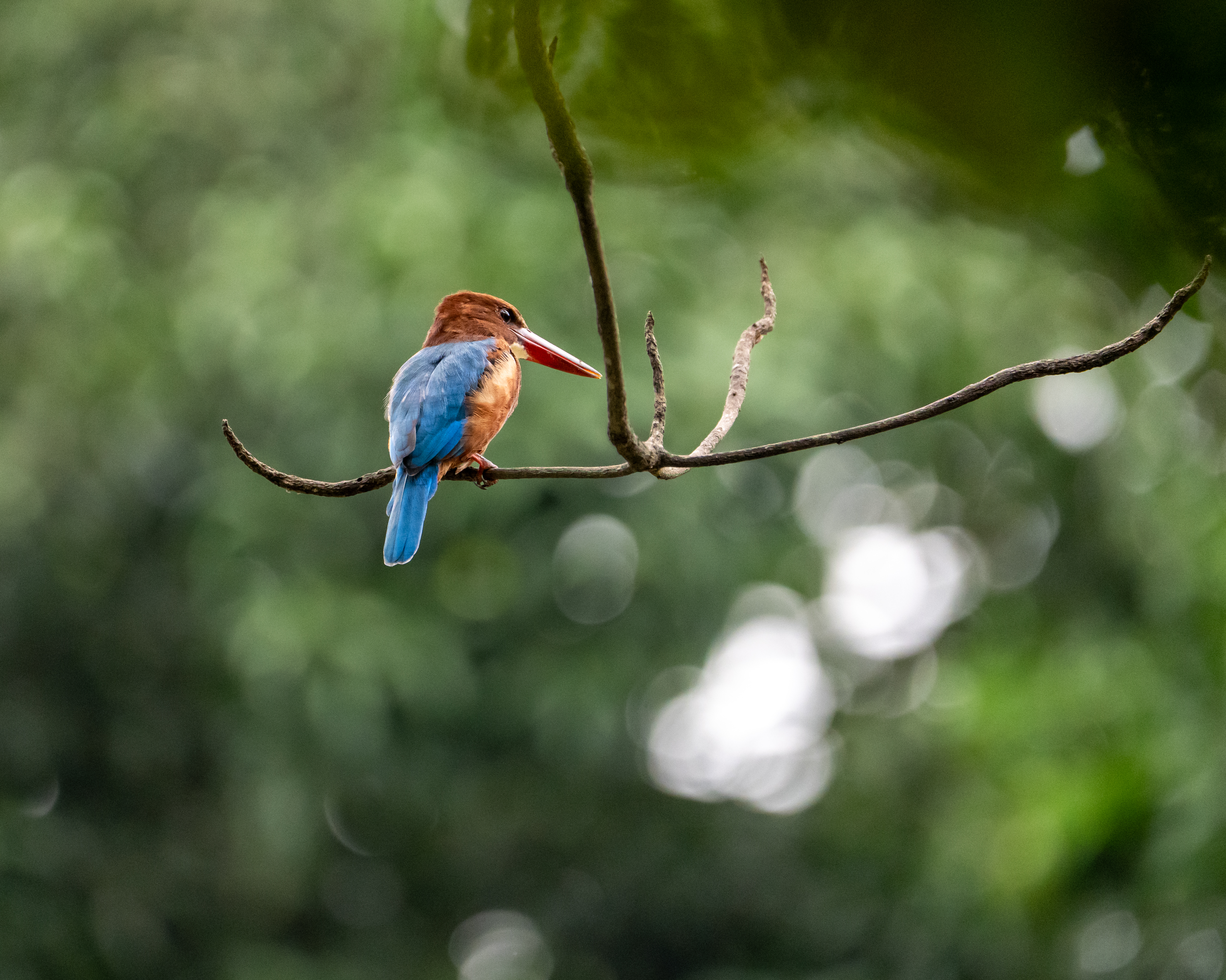 Jongoler Golpo Resort