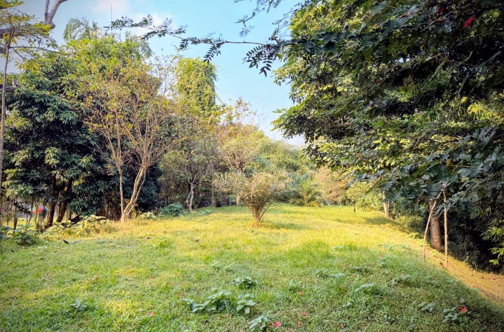 Island Site